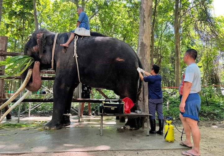 โรงพยาบาลช้าง ฯ อัพเดทการดูแล “พลายศักดิ์สุรินทร์” และการตรวจสุขภาพเบื้องต้น พบแผลบริเวณสะโพกหนองลดลงต่อเนื่อง