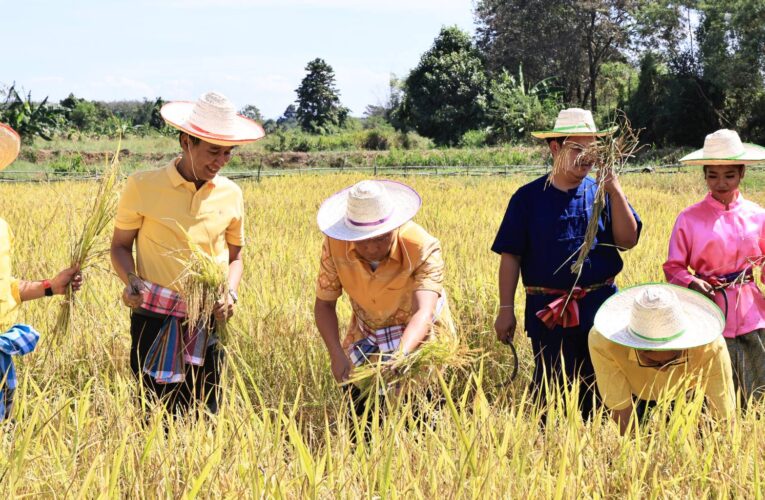 พ่อเมืองระยอง นำข้าราชการ ประชาชน และนักเรียนร่วมลงแขกเกี่ยวข้าว ในแปลงนาสาธิต ศูนย์บริการพัฒนาปลวกแดงตามพระราชดำริ อ่างเก็บน้ำดอกกราย อ.ปลวกแดง จ.ระยอง