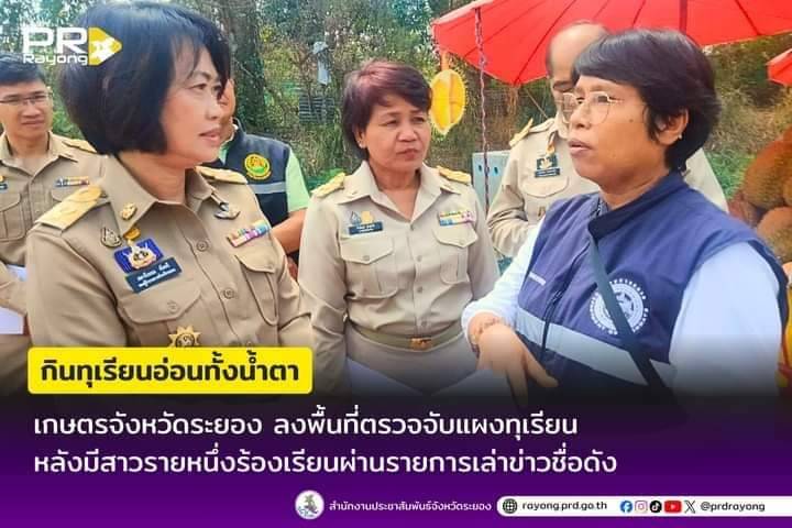 เกษตรจังหวัดระยอง นำทีมลงพื้นที่ตรวจจับแผงทุเรียน หลังมีสาวรายหนึ่งร้องเรียนผ่านรายการข่าวช่องดัง ซื้อทุเรียนอ่อนไปกินทั้งน้ำตา